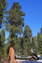 Sequoia Trees and Giant Forest Museum, Sequoia National Park, Sierra Nevada, California, USA Royalty Free Stock Photo