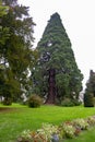 The giant sequoias Sequoiadendrum Giganteum, two gigantic trees over 40 meters high planted between 1853 and 1877 in the gardens