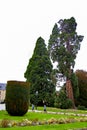 The giant sequoias Sequoiadendrum Giganteum, two gigantic trees over 40 meters high planted between 1853 and 1877 in the gardens