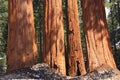 Kings Canyon National Park Giant Sequoias in Spring at Grant`s Grove, Sierra Nevada, California, USA Royalty Free Stock Photo