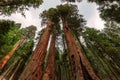 Giant sequoias tree closeup in Sequoia national Park Royalty Free Stock Photo