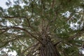 Giant Sequoias Tree (Sequoiadendron giganteum) or Sierran redwood growing in the park