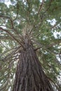 Giant Sequoias Tree (Sequoiadendron giganteum) or Sierran redwood growing in the park