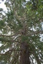 Giant Sequoias Tree (Sequoiadendron giganteum) or Sierran redwood growing in the park