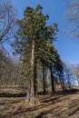 Giant Sequoias Trees Sequoiadendron giganteum or Sierran redwood growing in the forest. Salasisko. Rudno nad Hronom. Slovakia