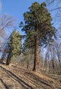 Giant Sequoias Trees Sequoiadendron giganteum or Sierran redwood growing in the forest. Salasisko. Rudno nad Hronom. Slovakia