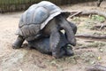 Giant Seychelles tortoises mating, Aldabrachelys gigantea Royalty Free Stock Photo