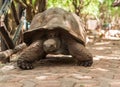 Giant Seychelles turtle in the Park on the island of Prizon, Zanzibar, Tanzania
