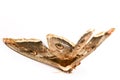 Giant silk moth butterfly Royalty Free Stock Photo