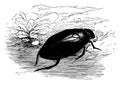 Giant Silver Beetle, vintage illustration