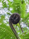 Giant silver fern frond in December. It is the symbol for New Zealand tourism