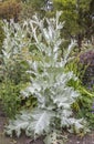 Giant silver thistle