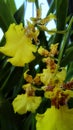 Oncidium Sphacelatum