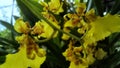 Oncidium Sphacelatum Royalty Free Stock Photo