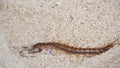 Centipede, Scolopendra eats gecko on the sand