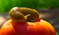 Giant slug and bright ripe tomato