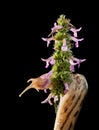 Giant slug twist around inflorescence