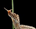 Giant slug twist around stalk