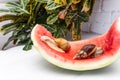 Giant snail Achatina fulica. Two snails with shells of different colors are crawling on the skin of a red watermelon Royalty Free Stock Photo