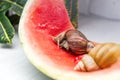 Giant snail Achatina fulica. Two snails with shells of different colors are crawling on the skin of a red watermelon Royalty Free Stock Photo