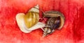 Giant snail Achatina fulica. Two snails with shells of different colors are crawling on the skin of a red watermelon Royalty Free Stock Photo