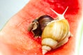 Giant snail Achatina fulica. Two snails with shells of different colors are crawling on the skin of a red watermelon Royalty Free Stock Photo