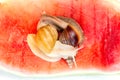 Giant snail Achatina fulica. Two snails with shells of different colors are crawling on the skin of a red watermelon. The snails Royalty Free Stock Photo