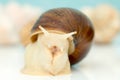 Giant snail Achatina is the largest land mollusk on Earth Royalty Free Stock Photo
