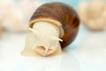 Giant snail Achatina is the largest land mollusk on Earth Royalty Free Stock Photo
