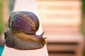 Giant snail - Achatina