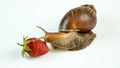 A giant snail of ahaatin crawls around a fresh strawberry berry. Sniffing it. Vegetarianism