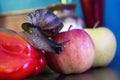 Giant snail crawls from Apple to sweet pepper Royalty Free Stock Photo