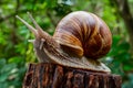 Giant snail perched on tree stump, showcasing its impressive size Royalty Free Stock Photo