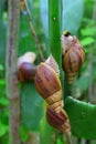 Giant Snails, believed to be Achatina fulica, on Cactus side stem at Rodrigues Island, Mauritius, East Africa Royalty Free Stock Photo