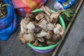 Giant snails in a bucket at a Tarapoto market in the Peruvian jungle.