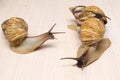 Giant snails