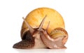 Giant snails kissing Royalty Free Stock Photo