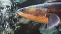 Giant snake head fish in aquarium tank Royalty Free Stock Photo