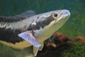 Giant snakehead Royalty Free Stock Photo