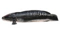 Giant snakehead fish isolated on white background Royalty Free Stock Photo
