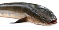 Giant Snakehead known as gozar fish in Bangladesh