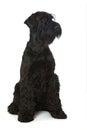 Giant snauzer dog on white background Royalty Free Stock Photo