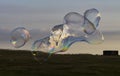 Giant soap bubble creature with iridescent rainbow colours during sunset