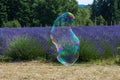 Giant soap bubble of a funny form lavender field