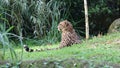 Giant South African cheetah lying on the green grass in a forest Royalty Free Stock Photo