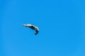 A Giant Southern Petrel in Flight Royalty Free Stock Photo