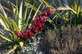 Giant Spear Lily, Doryanthes Palmeri Royalty Free Stock Photo