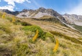 Giant speargrass growing on alpine meadow in Nelson Lakes National Park, New Zealand