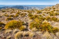 Giant speargrass plants Aciphylla colensoi growing above Awatere Valley in Marlborough, South Island, New Zealand Royalty Free Stock Photo