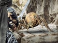 A giant spider battles a valiant warrior .